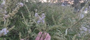 εικόνα_Viber_2023-07-26_09-14-09-552