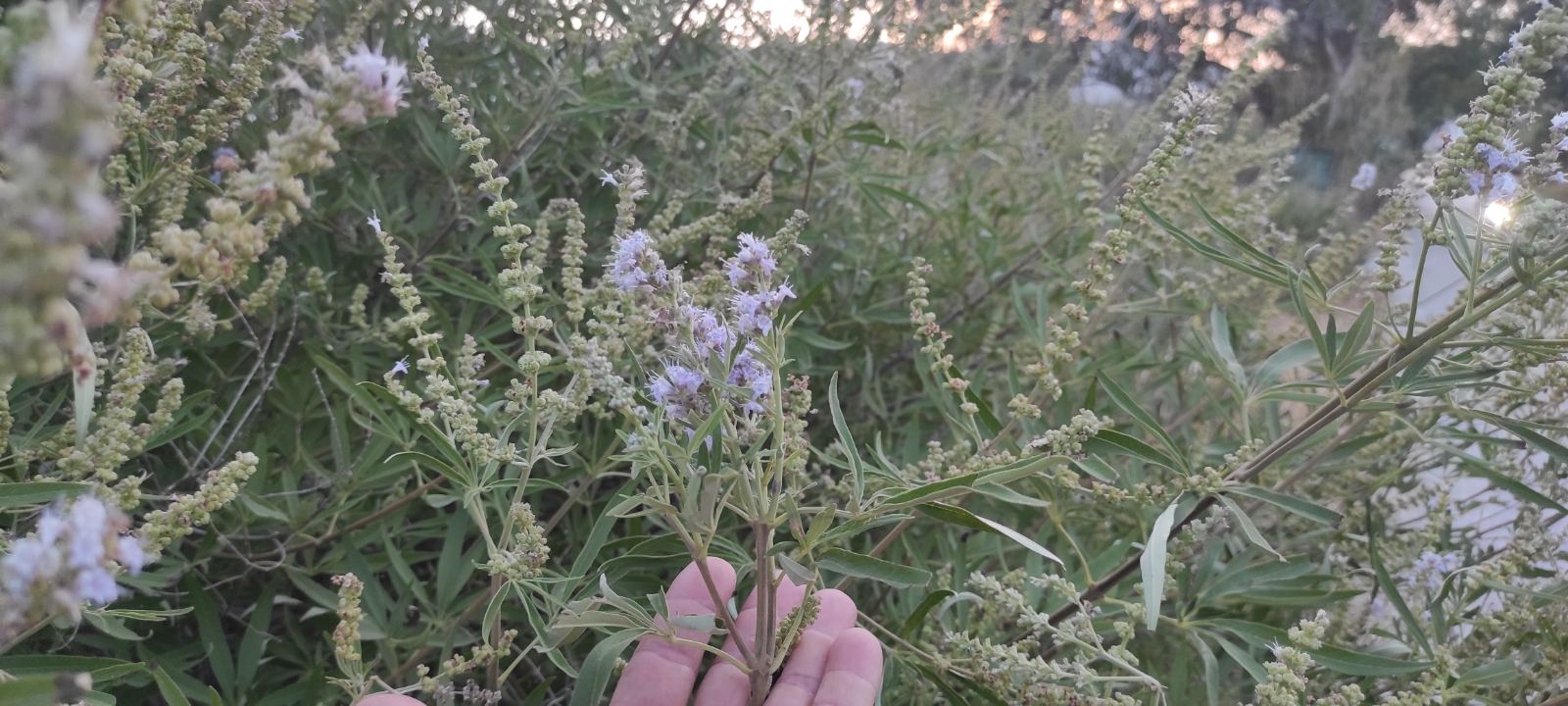εικόνα_Viber_2023-07-26_09-14-09-552